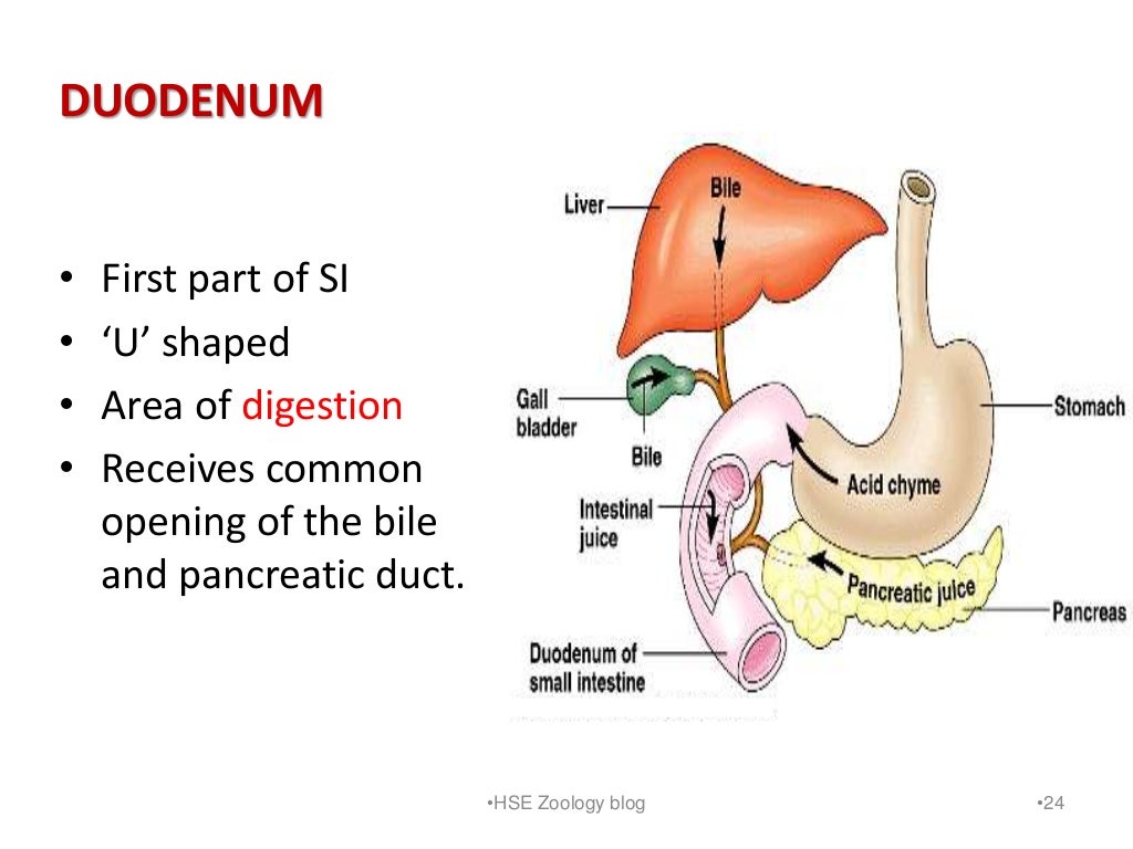 Digestion and absorption