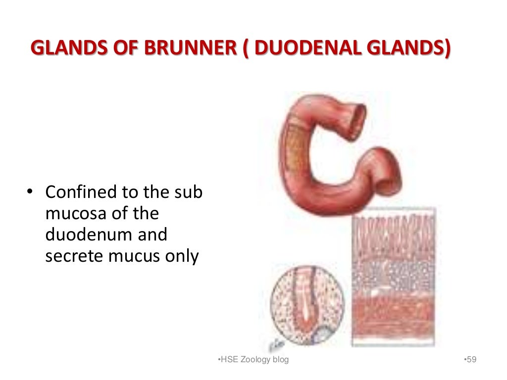 Digestion and absorption