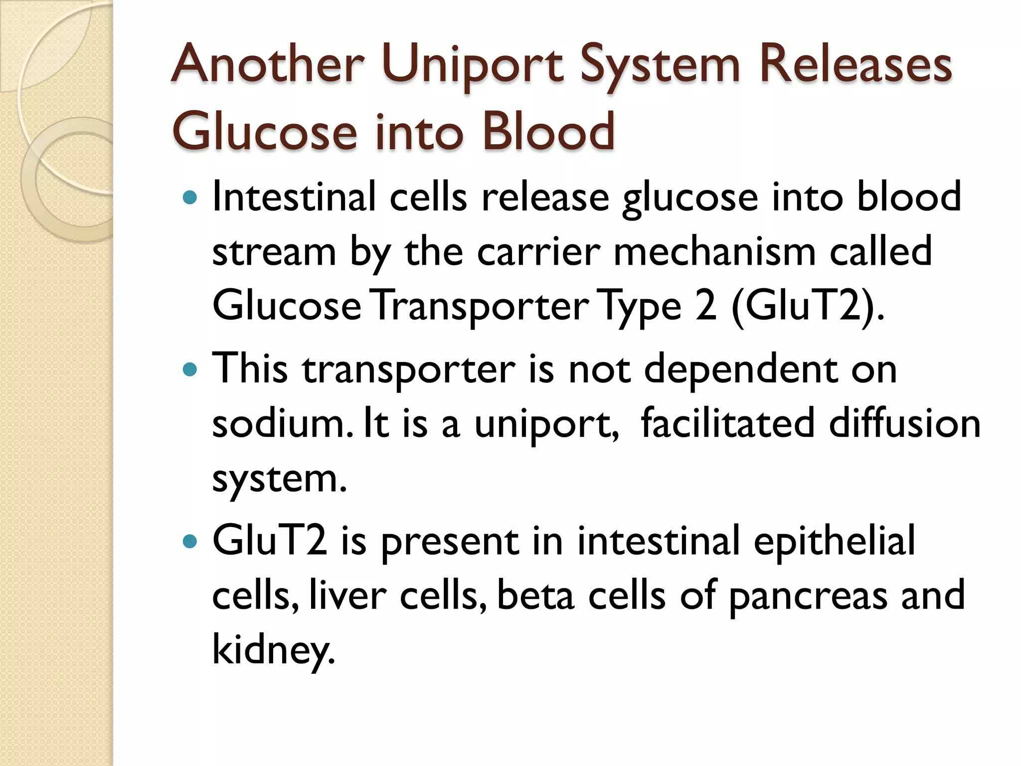 Another Uniport System Releases
Glucose into Blood
 Intestinal cells release glucose into blood
stream by the carrier mechanism called
GlucoseTransporterType 2 (GluT2).
 This transporter is not dependent on
sodium. It is a uniport, facilitated diffusion
system.
 GluT2 is present in intestinal epithelial
cells, liver cells, beta cells of pancreas and
kidney.
 