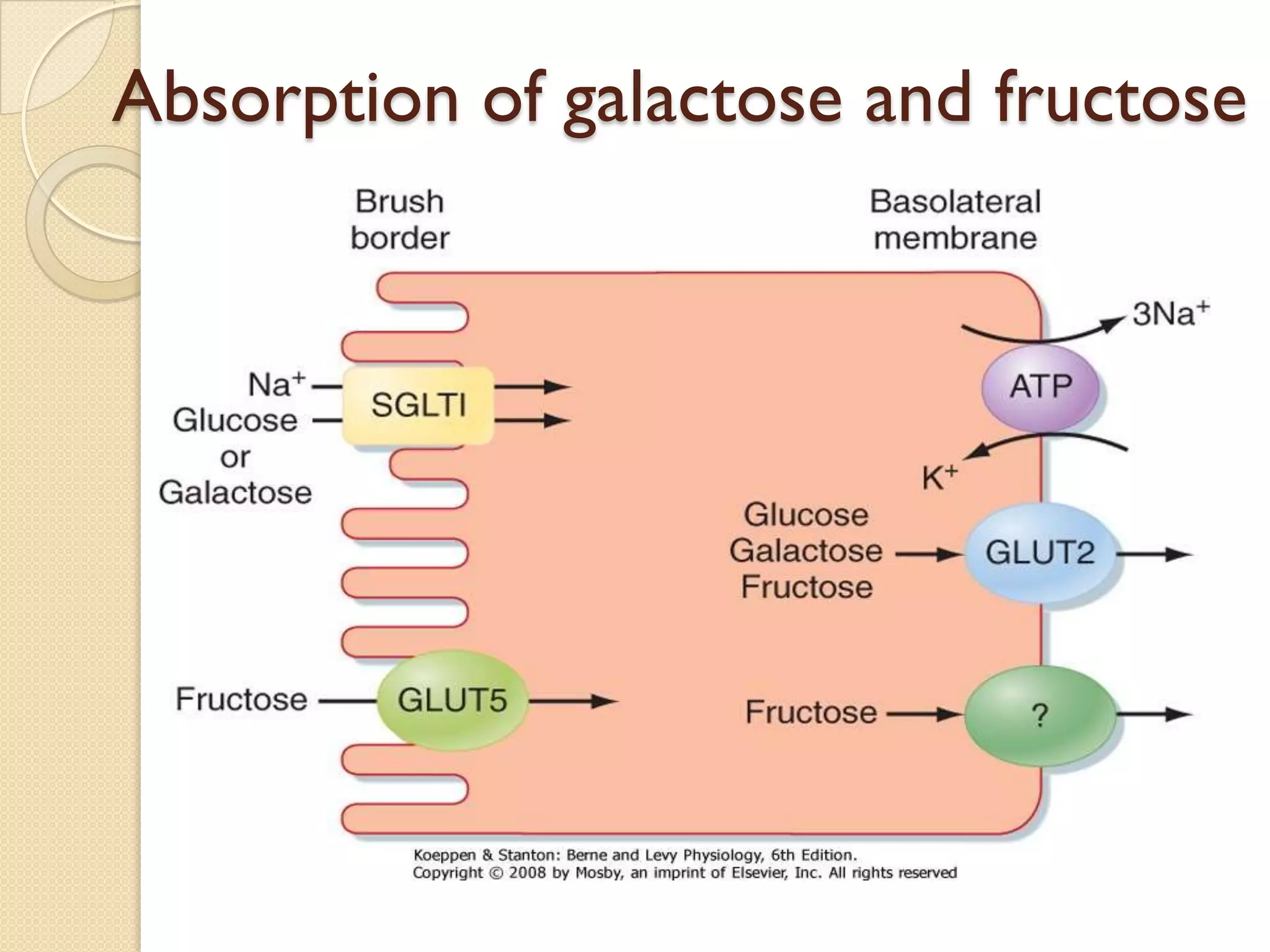 Absorption of galactose and fructose
 