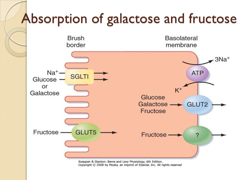 Digestion and absorption of carbohydrate