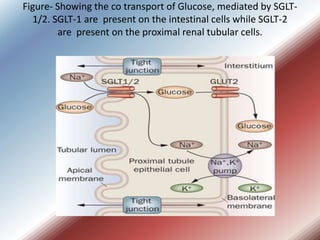 Figure- Showing the co transport of Glucose, mediated by SGLT-
   1/2. SGLT-1 are present on the intestinal cells while SG...