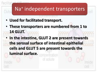 Na+ independent transporters
• Used for facilitated transport.
• These transporters are numbered from 1 to
  14 GLUT.
• In...