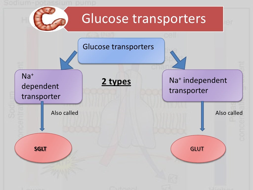 The digestion of carbohydrates picture