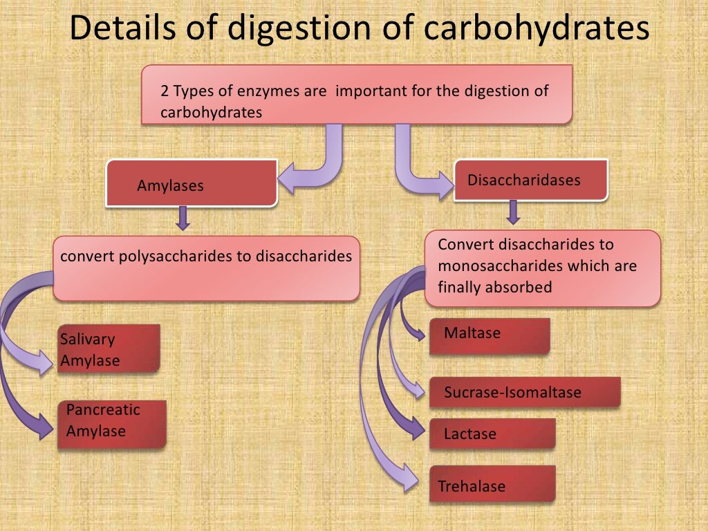 Digestion and absorption of carbohydrates
