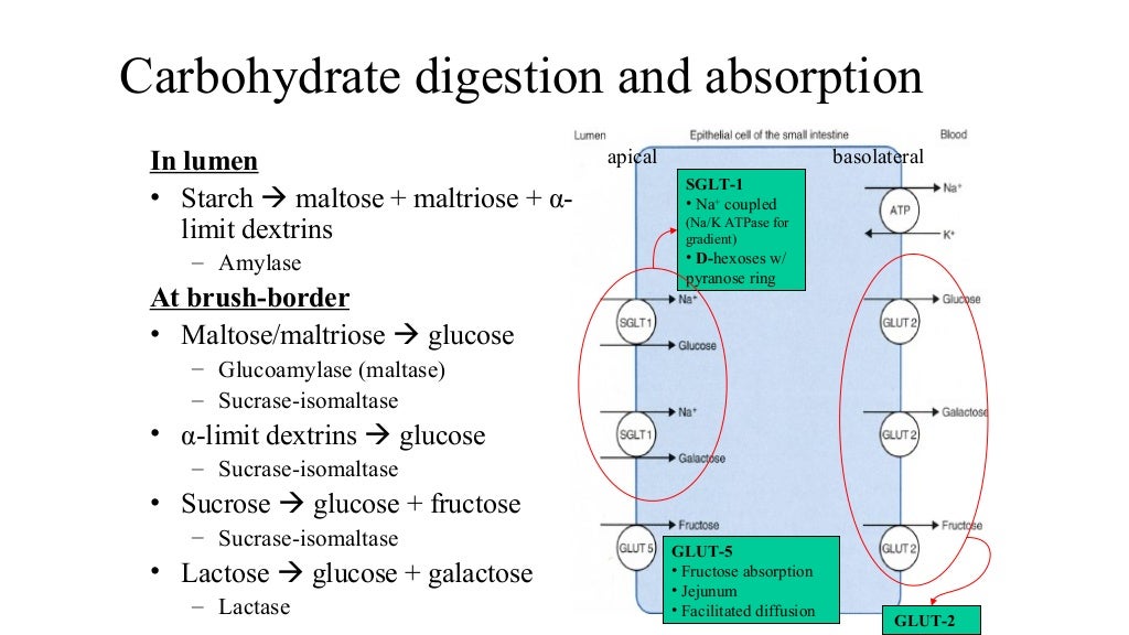 Digestion and absorption of carbohydrates for Medical School