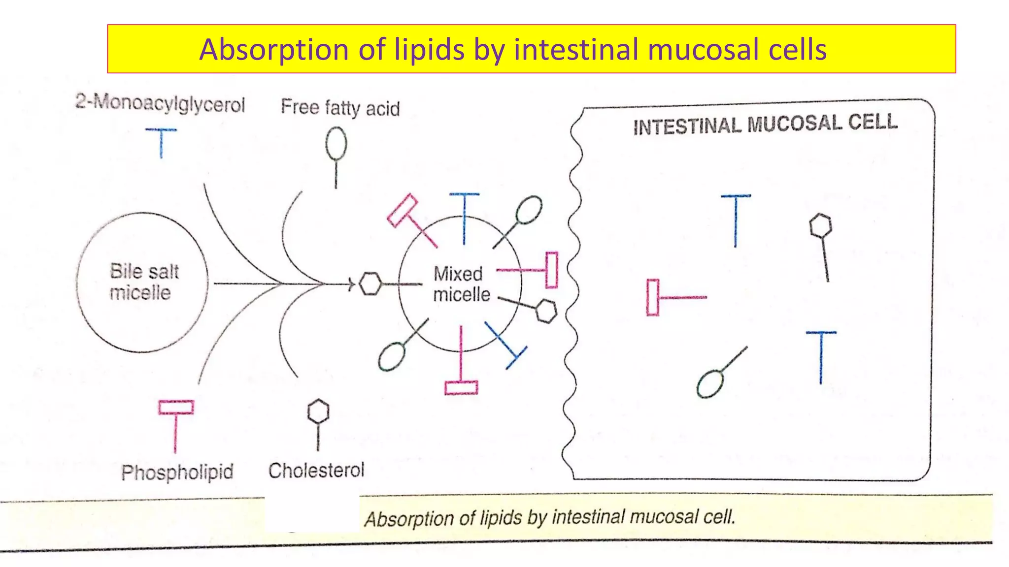 Digestion and absorption of lipids | PPT | Free Download
