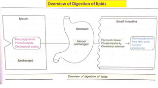 Digestion and absorption of lipids | PDF