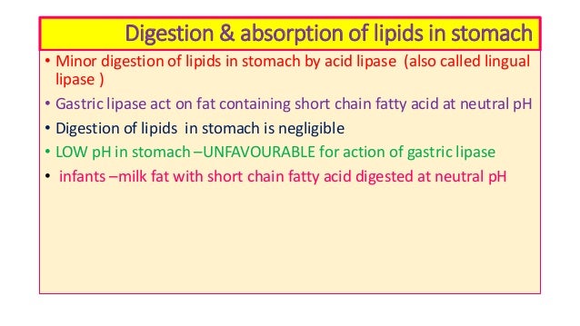 how absorb in stomach to grease and Digestion lipids absorption of