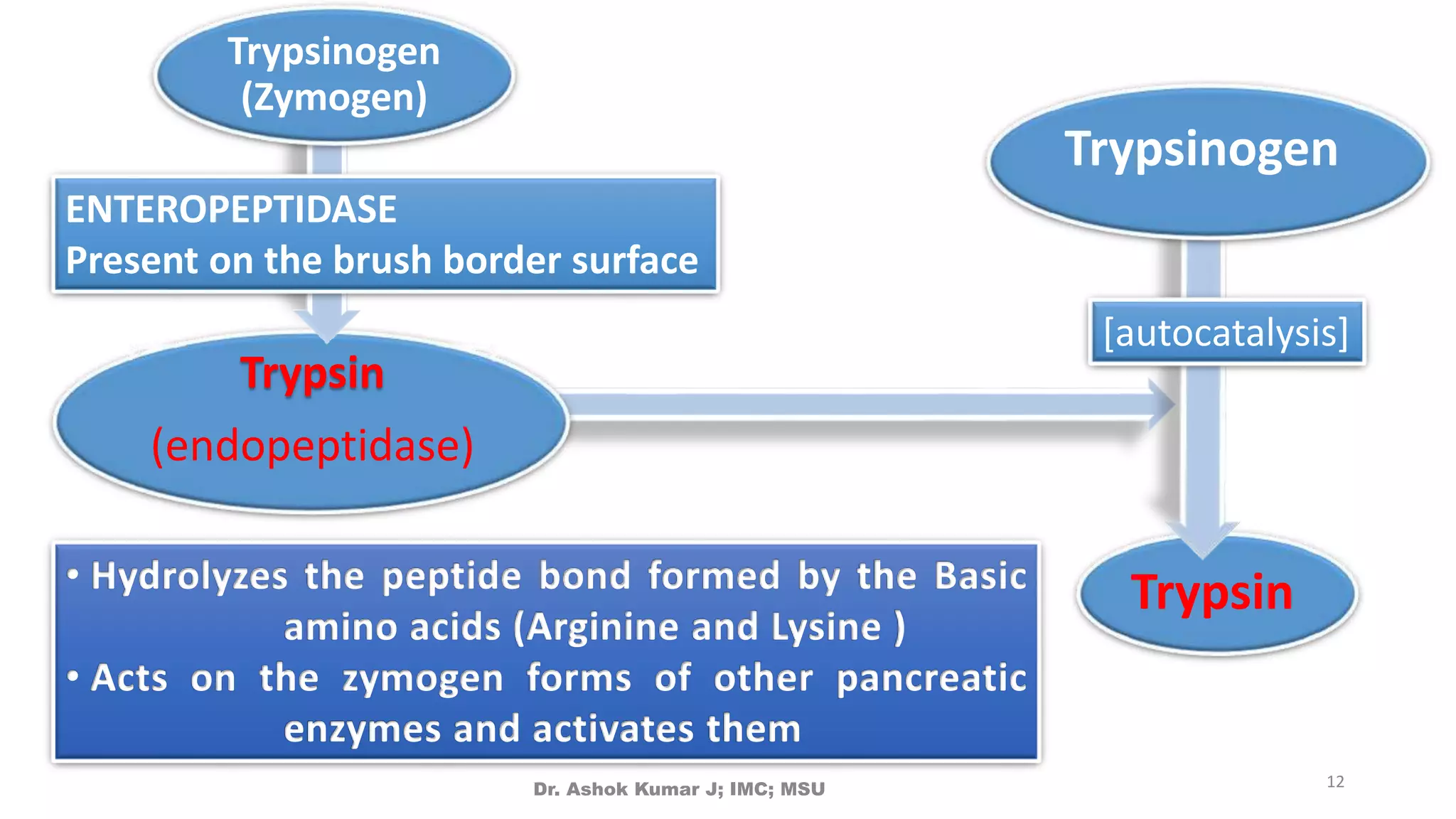 Digestion and absorption of protein Dr.Ashok Kumar j | PPTX