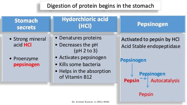 protein digestion