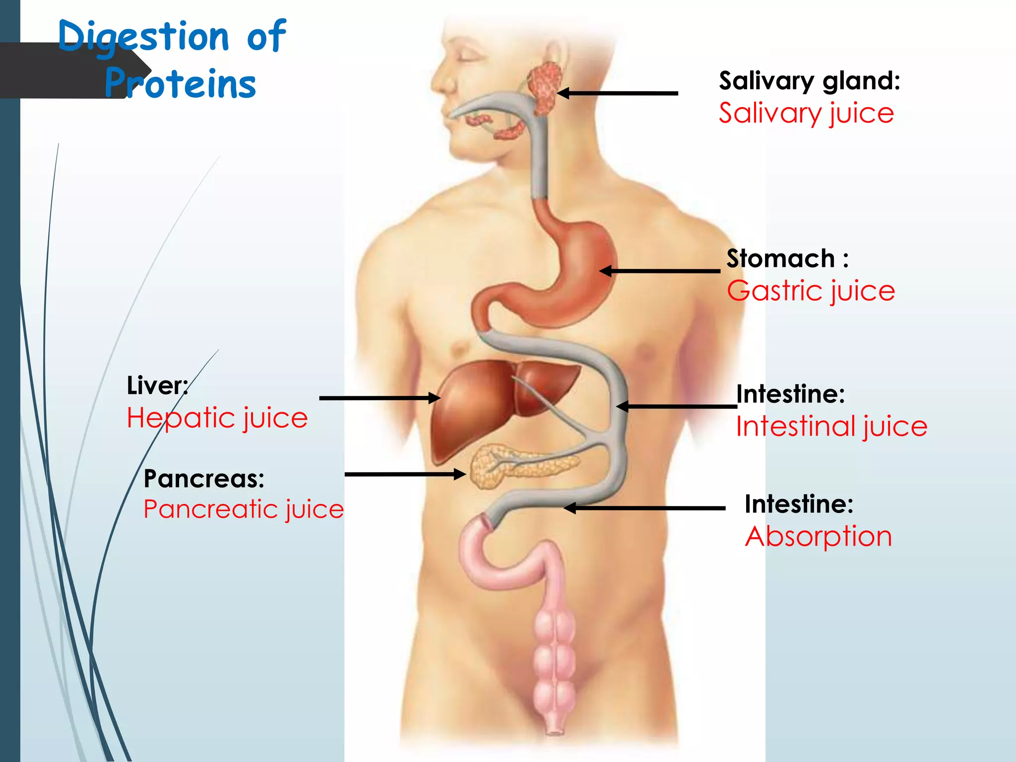Protins Absorption Digestion and absorption of proteins | PPSX