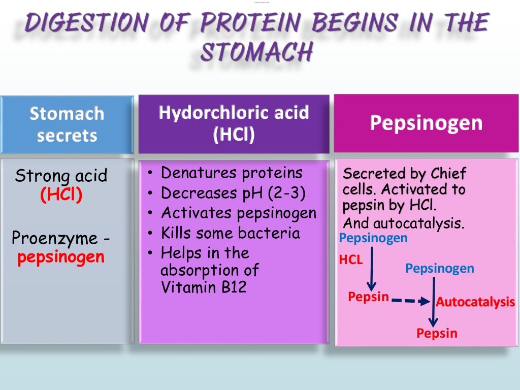 Digestion and absorption of proteins