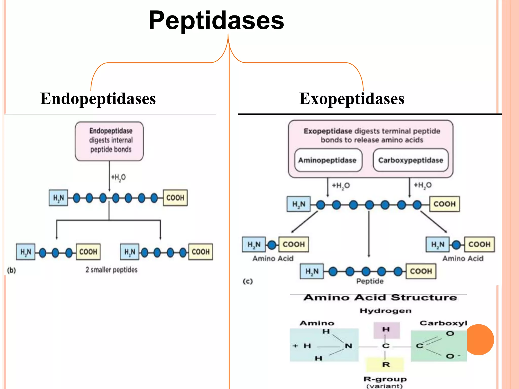 Protins Absorption Digestion and absorption of proteins | PPTX