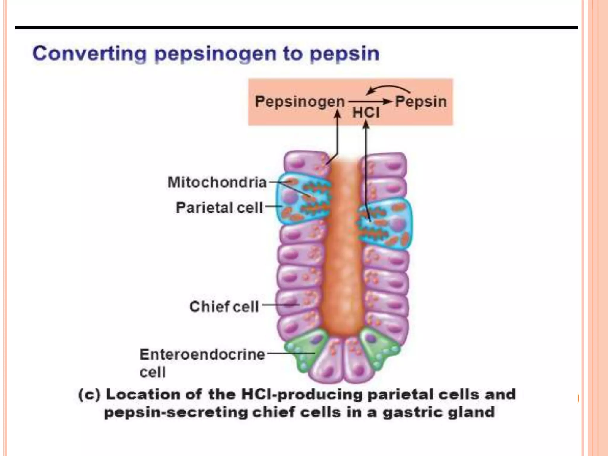 Protins Absorption Digestion and absorption of proteins | PPTX