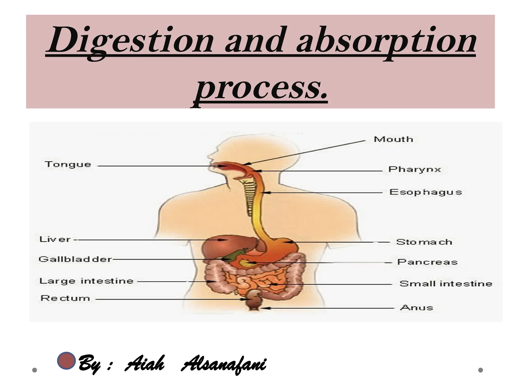 digestion and absorption process فيسولوجي.pptx