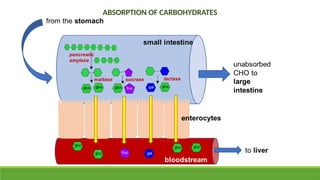 Digestion and Absorption Processes of foods.pptx