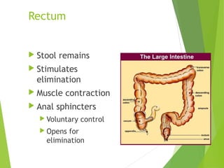 Digestion and absorption review k&m chapter1 | PPT
