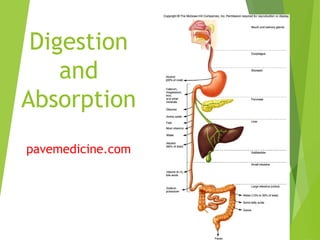 © 2004, 2002 Elsevier Inc. All rights reserved.
Digestion
and
Absorption
pavemedicine.com
 