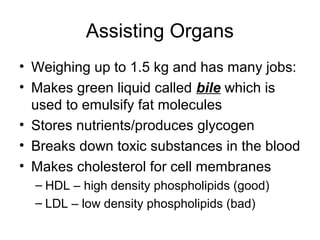 Assisting Organs
• Weighing up to 1.5 kg and has many jobs:
• Makes green liquid called bile which is
used to emulsify fat molecules
• Stores nutrients/produces glycogen
• Breaks down toxic substances in the blood
• Makes cholesterol for cell membranes
– HDL – high density phospholipids (good)
– LDL – low density phospholipids (bad)
 