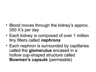 • Blood moves through the kidney’s approx.
350 X’s per day
• Each kidney is composed of over 1 million
tiny filters called nephrons
• Each nephron is surrounded by capillaries
called the glomerulus encased in a
hollow cup-shaped structure called
Bowman’s capsule (permeable)
 