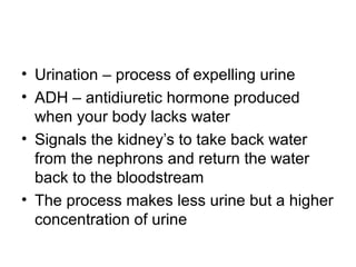 • Urination – process of expelling urine
• ADH – antidiuretic hormone produced
when your body lacks water
• Signals the kidney’s to take back water
from the nephrons and return the water
back to the bloodstream
• The process makes less urine but a higher
concentration of urine
 