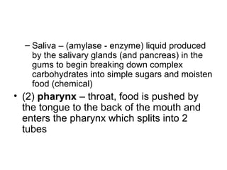 – Saliva – (amylase - enzyme) liquid produced
by the salivary glands (and pancreas) in the
gums to begin breaking down complex
carbohydrates into simple sugars and moisten
food (chemical)
• (2) pharynx – throat, food is pushed by
the tongue to the back of the mouth and
enters the pharynx which splits into 2
tubes
 