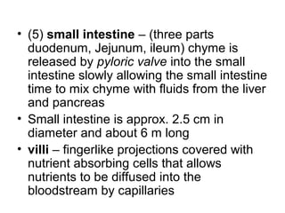 • (5) small intestine – (three parts
duodenum, Jejunum, ileum) chyme is
released by pyloric valve into the small
intestine slowly allowing the small intestine
time to mix chyme with fluids from the liver
and pancreas
• Small intestine is approx. 2.5 cm in
diameter and about 6 m long
• villi – fingerlike projections covered with
nutrient absorbing cells that allows
nutrients to be diffused into the
bloodstream by capillaries
 