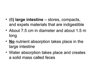 • (6) large intestine – stores, compacts,
and expels materials that are indigestible
• About 7.5 cm in diameter and about 1.5 m
long
• No nutrient absorption takes place in the
large intestine
• Water absorption takes place and creates
a solid mass called feces
 