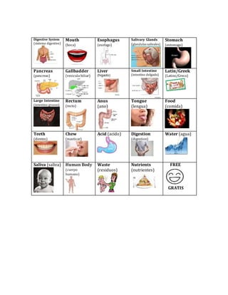 Digestive System
(sistema digestive)
Mouth
(boca)
Esophagus
(esofago)
Salivary Glands
(glandulas salivales)
Stomach
(estomago)
Pancreas
(pancreas)
Gallbadder
(vesicula biliar)
Liver
(higado)
Small Intestine
(intestino delgado)
Latin/Greek
(Latino/Greco)
Large Intestine
(intestino grueso)
Rectum
(recto)
Anus
(ano)
Tongue
(lengua)
Food
(comida)
Teeth
(dientes)
Chew
(masticar)
Acid (acido) Digestion
(digestion)
Water (agua)
Saliva (saliva) Human Body
(cuerpo
humano)
Waste
(residuos)
Nutrients
(nutrientes)
FREE
GRATIS
 