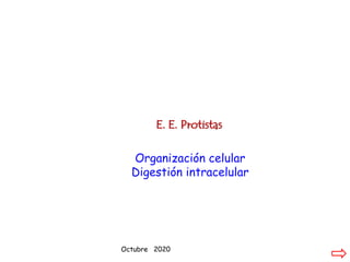 E. E. Protistas
Octubre 2020
Organización celular
Digestión intracelular
 