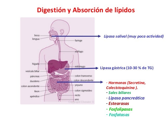 Digestion de lipidos