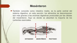 Digestión en insectos exposicion de la escuela | PPTX