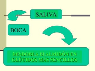 SALIVA
DESDOBLA El ALMIDÓN EN
DESDOBLA El ALMIDÓN EN
GLÚCIDOS MÁS SENCILLOS
GLÚCIDOS MÁS SENCILLOS
BOCA
 