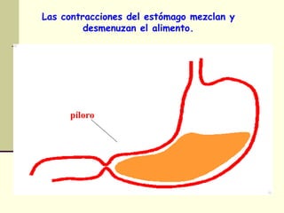 Las contracciones del estómago mezclan y
desmenuzan el alimento.
píloro
 