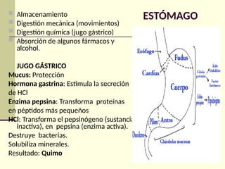 ESTÓMAGO
 Almacenamiento
 Digestión mecánica (movimientos)
 Digestión química (jugo gástrico)
 Absorción de algunos fármacos y
alcohol.
JUGO GÁSTRICO
Mucus: Protección
Hormona gastrina: Estimula la secreción
de HCl
Enzima pepsina: Transforma proteínas
en péptidos más pequeños
HCl: Transforma el pepsinógeno (sustancia
inactiva), en pepsina (enzima activa).
Destruye bacterias.
Solubiliza minerales.
Resultado: Quimo
 