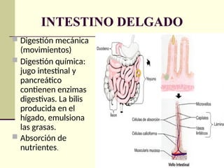 INTESTINO DELGADO
 Digestión mecánica
(movimientos)
 Digestión química:
jugo intestinal y
pancreático
contienen enzimas
digestivas. La bilis
producida en el
hígado, emulsiona
las grasas.
 Absorción de
nutrientes.
 