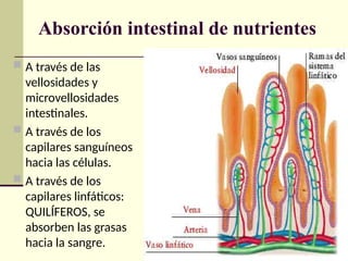 Absorción intestinal de nutrientes
 A través de las
vellosidades y
microvellosidades
intestinales.
 A través de los
capilares sanguíneos
hacia las células.
 A través de los
capilares linfáticos:
QUILÍFEROS, se
absorben las grasas
hacia la sangre.
 