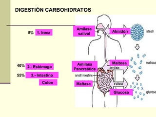 DIGESTIÓN CARBOHIDRATOS
1. boca
Amilasa
salival
Maltosa
Almidón
2.- Estómago
3.- Intestino
Maltasa
Amilasa
Pancreática
Glucosa
Colon
5%
55%
40%
 