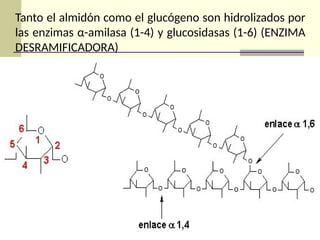 Tanto el almidón como el glucógeno son hidrolizados por
las enzimas α-amilasa (1-4) y glucosidasas (1-6) (ENZIMA
DESRAMIFICADORA)
 