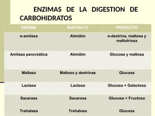 ENZIMAS DE LA DIGESTION DE
CARBOHIDRATOS
ENZIMA SUSTRATO PRODUCTO
α-amilasa Almidón α-dextrina, maltosa y
maltotriosa
Amilasa pancreática Almidón Glucosa y maltosa
Maltasa Maltosa y dextrinas Glucosa
Lactasa Lactosa Glucosa + Galactosa
Sacarasa Sacarosa Glucosa + Fructosa
Trehalasa Trehalosa Glucosa
 