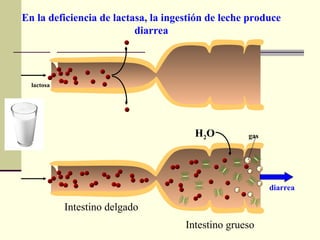 H2O
Intestino delgado
Intestino grueso
lactosa
En la deficiencia de lactasa, la ingestión de leche produce
diarrea
gas
diarrea
 