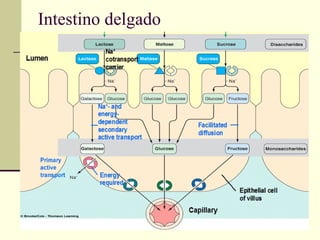 Intestino delgado
 