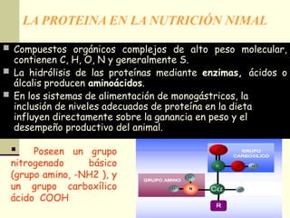 LA PROTEINA EN LA NUTRICIÓN NIMAL
 Compuestos orgánicos complejos de alto peso molecular,
contienen C, H, O, N y generalmente S.
 La hidrólisis de las proteínas mediante enzimas, ácidos o
álcalis producen aminoácidos.
 En los sistemas de alimentación de monogástricos, la
inclusión de niveles adecuados de proteína en la dieta
influyen directamente sobre la ganancia en peso y el
desempeño productivo del animal.
 Poseen un grupo
nitrogenado básico
(grupo amino, -NH2 ), y
un grupo carboxílico
ácido COOH
 
