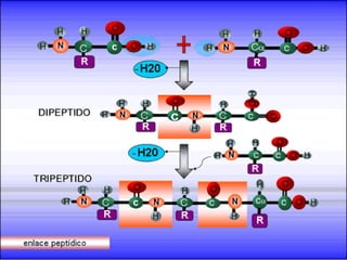 AMINOACIDOS
 Los diferentes aminoácidos se polimerizan en el interior
de las células para constituir péptidos y proteínas de
acuerdo con la información genética (participación de
enzimas específicas, ARN y ribosomas).
 Este proceso se inicia con una reacción de condensación
entre el grupo carboxilo del primer aminoácido con el
grupo amino del segundo para formar un enlace
peptídico o amida con la eliminación de una molécula de
agua.
 El compuesto resultante es un dipéptido, el cual puede
formar un segundo enlace peptídico entre su grupo
carboxilo terminal y el grupo amino de un tercer
aminoácido dando lugar de nuevo a una molécula de
agua y originando un tripéptido
 