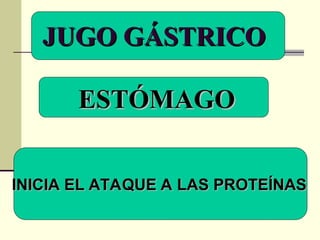 JUGO GÁSTRICO
JUGO GÁSTRICO
ESTÓMAGO
ESTÓMAGO
INICIA EL ATAQUE A LAS PROTEÍNAS
INICIA EL ATAQUE A LAS PROTEÍNAS
 