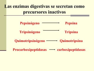 Pepsinógeno
Tripsinógeno
Quimotripsinógeno
Procarboxipeptidasas
Pepsina
Tripsina
Quimotripsina
carboxipeptidasas
Las enzimas digestivas se secretan como
precursores inactivos
 