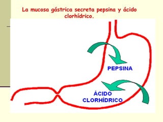 La mucosa gástrica secreta pepsina y ácido
clorhídrico.
 