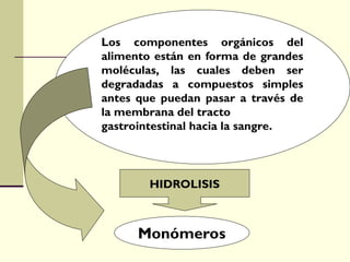 Los componentes orgánicos del
alimento están en forma de grandes
moléculas, las cuales deben ser
degradadas a compuestos simples
antes que puedan pasar a través de
la membrana del tracto
gastrointestinal hacia la sangre.
Monómeros
HIDROLISIS
 