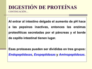 Al entrar al intestino delgado el aumento de pH hace
a las pepsinas inactivas, entonces las enzimas
proteolíticas secretadas por el páncreas y el borde
de cepillo intestinal tienen lugar.
Esas proteasas pueden ser divididas en tres grupos:
Endopeptidasas, Exopeptidasas y Aminopeptidasas.
DIGESTIÓN DE PROTEÍNAS
CONTINUACIÓN…
 